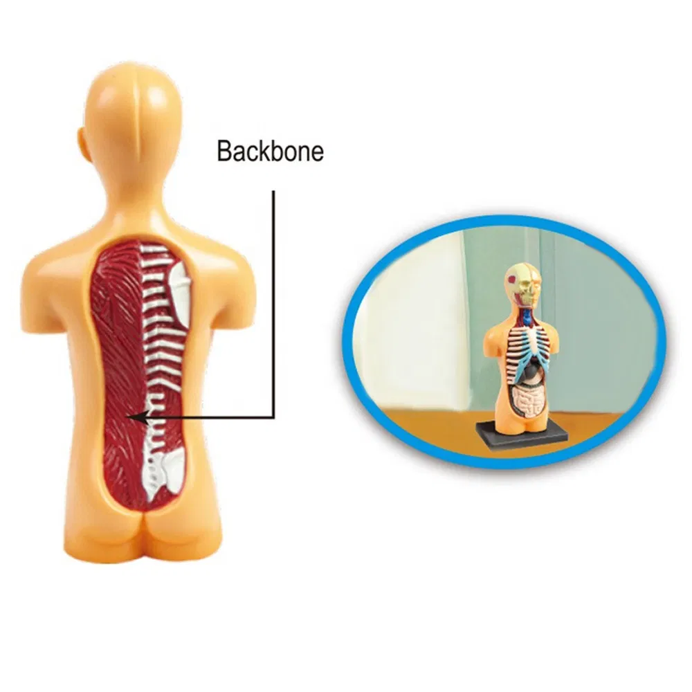 Educational Toy Assembling Human Body Organ Kid Anatomy Model Toy Medical Human Anatomy Teaching Learning Popular Science Toy